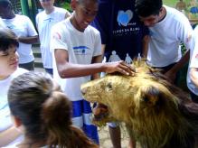 Visita ao Bosque Municipal Fábio Barreto : Alunos tocam o leão empalhado